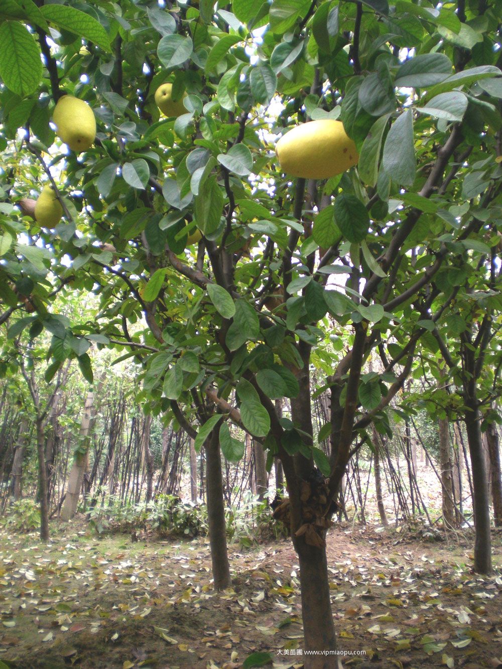 「木瓜树」最新木瓜树