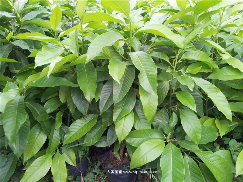 黄桷兰