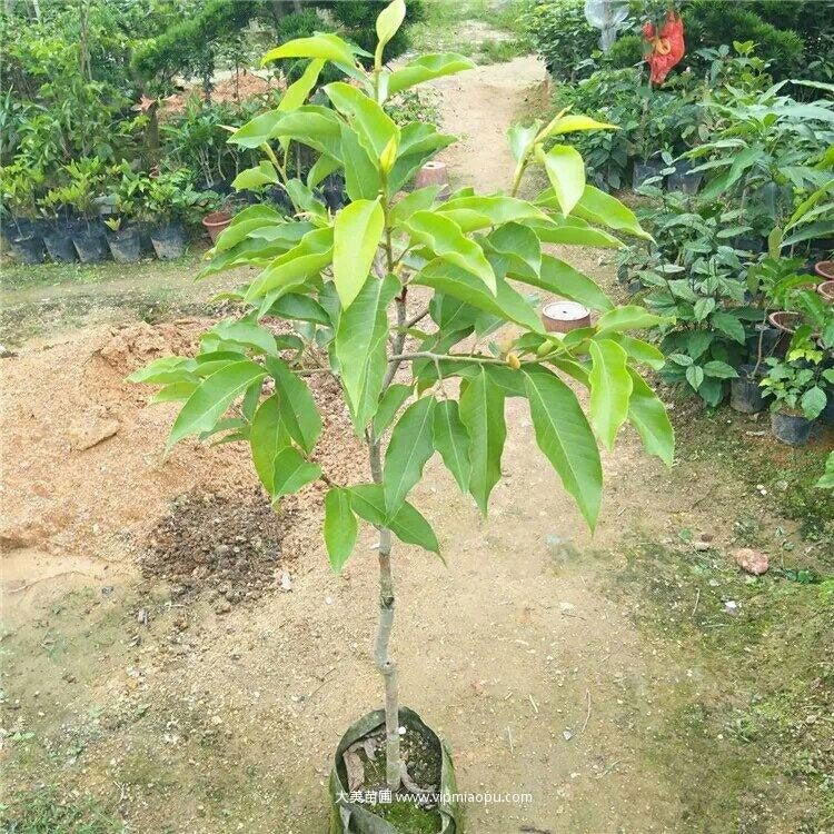 黄桷兰