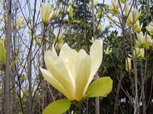 飞黄玉兰 - 飞黄玉兰