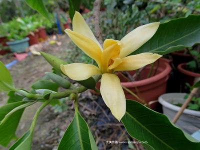 黄兰