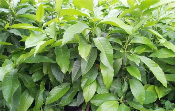 黄桷兰