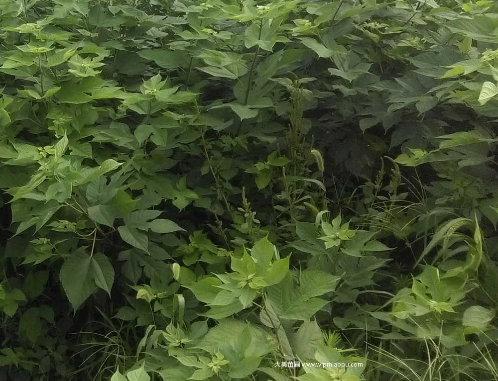 构树