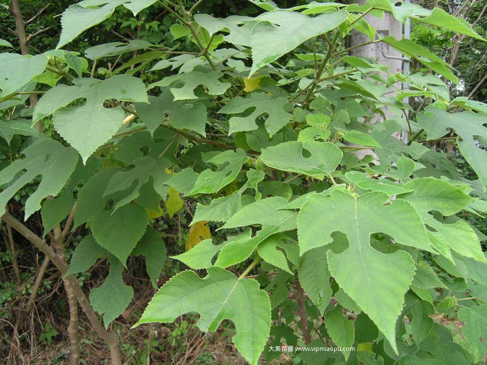 构树