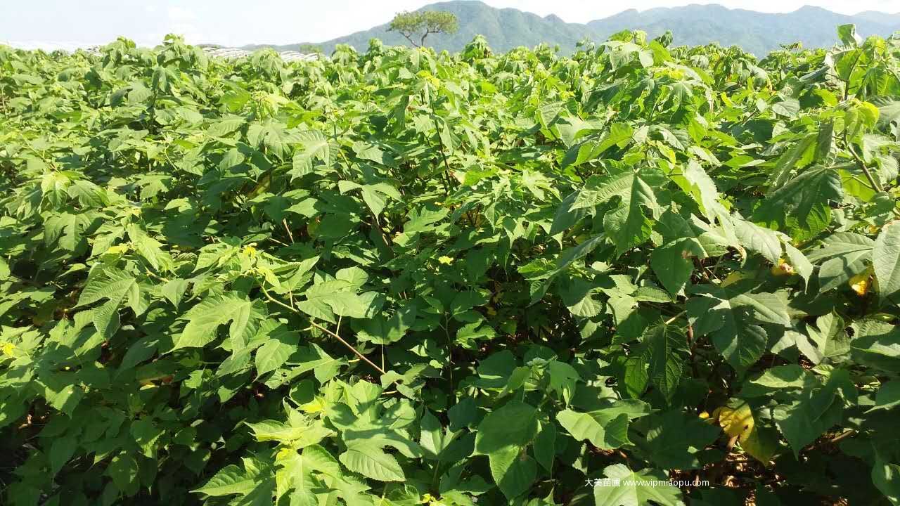 构树