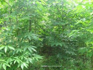 七叶树 - 七叶树