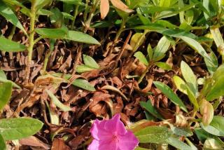 夏鹃和毛鹃春鹃区别