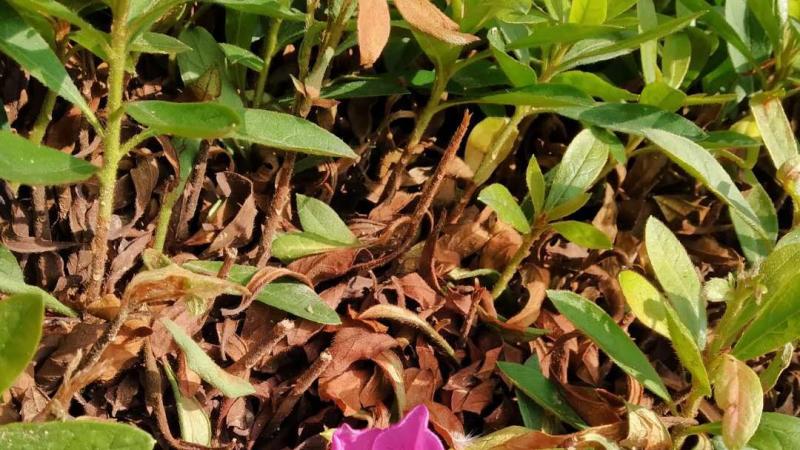 夏鹃和毛鹃春鹃区别
