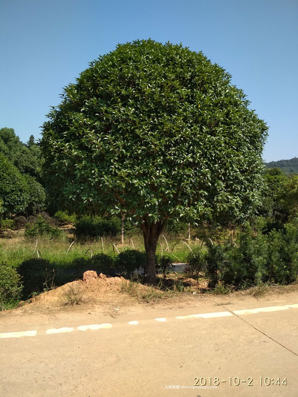 桂花树