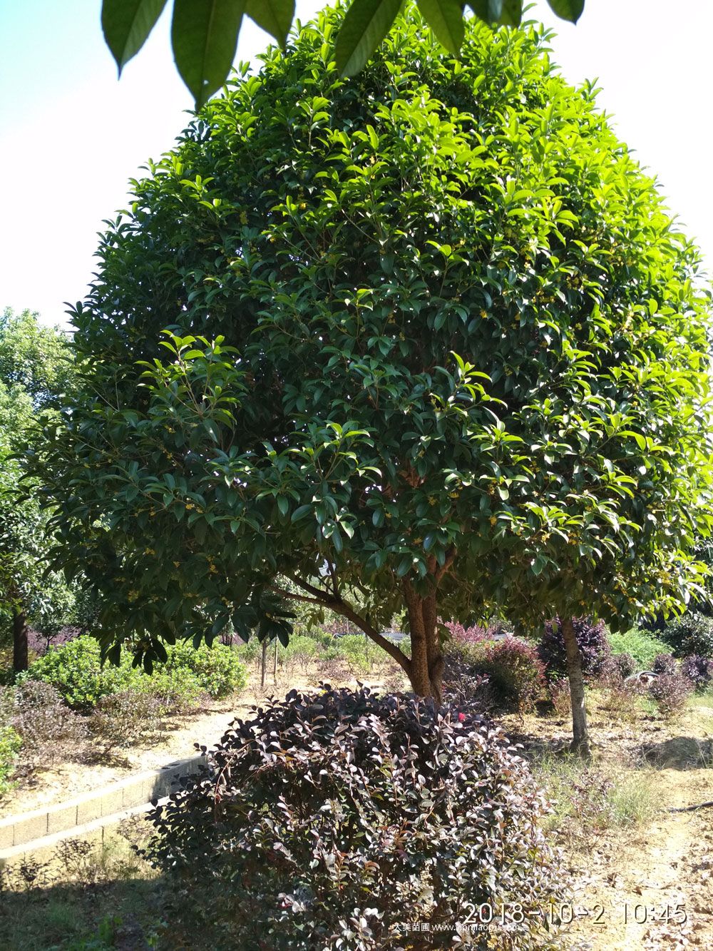 桂花树