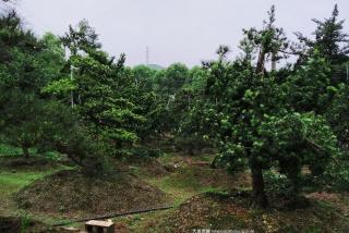 罗汉松造型价格