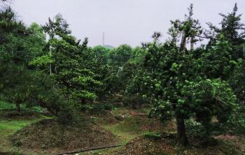 罗汉松造型价格