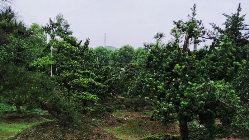 罗汉松造型价格