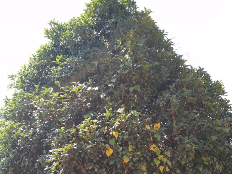 桂花树