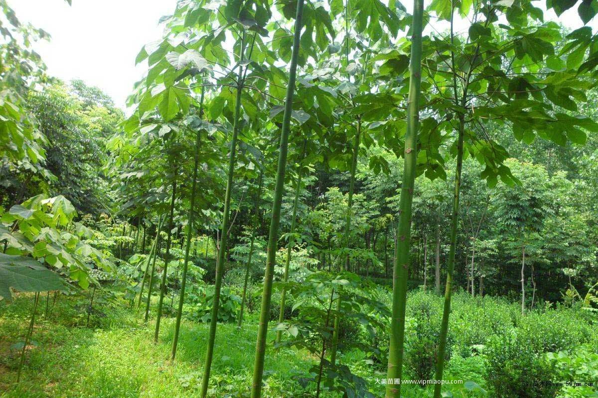 青桐树