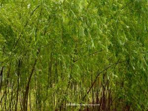 金丝柳 - 金丝柳