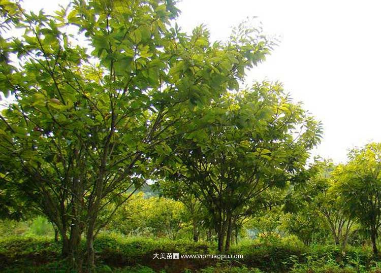 板栗树