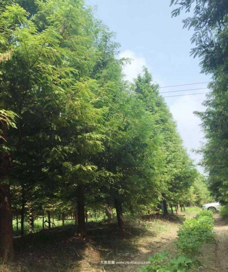 水杉树