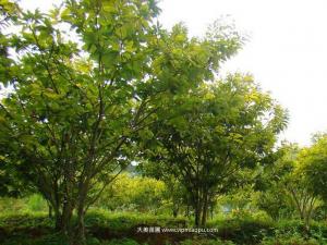 板栗树 - 板栗树