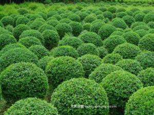 小蜡树 - 小蜡树