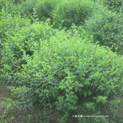 小蜡树