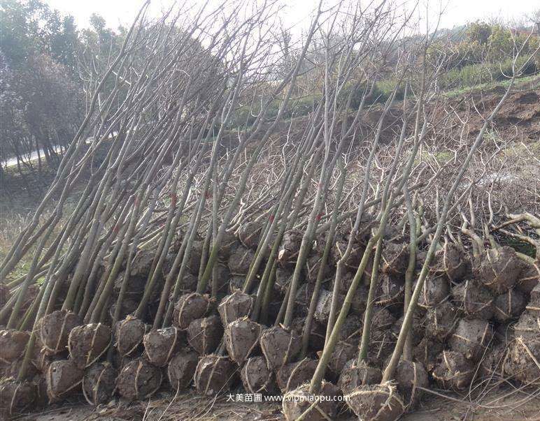 鹅掌楸