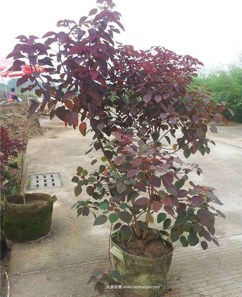 红乌桕