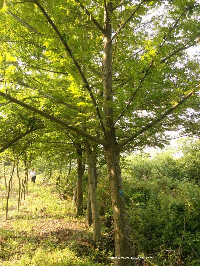 燕子树