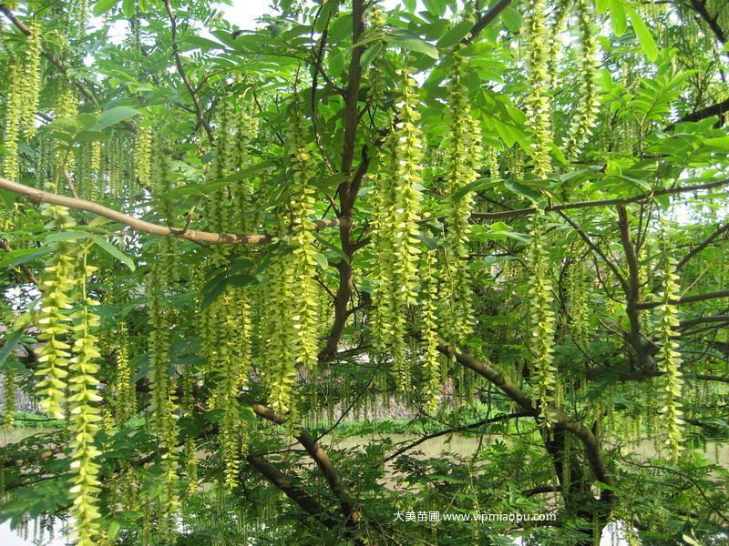 燕子树