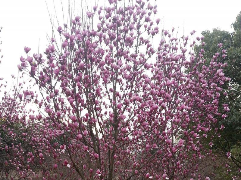 红玉兰