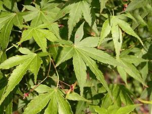 枫树 - 枫树