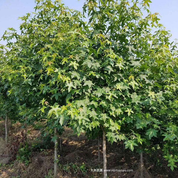 枫香树