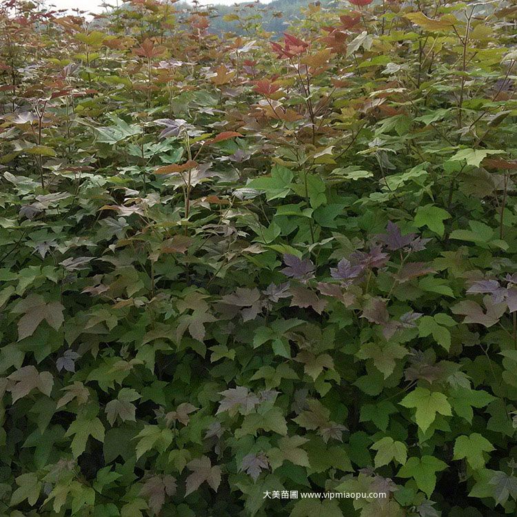 枫香树
