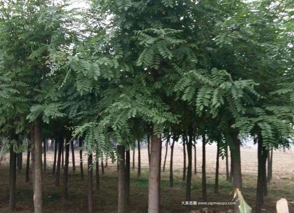 洋槐树
