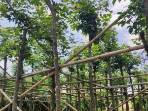 枫香树 - 枫香树