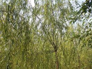 青皮垂柳 - 青皮垂柳