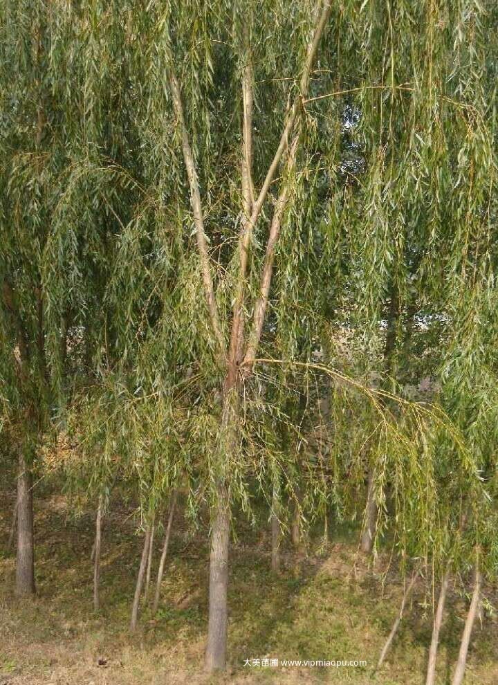 金丝垂柳