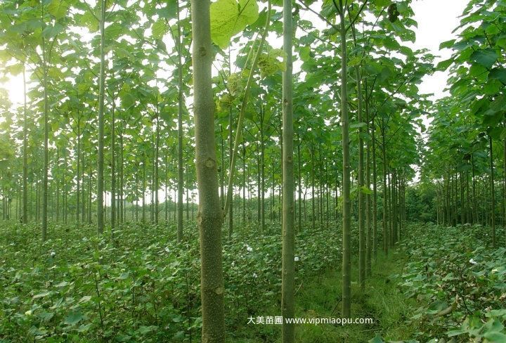 泡桐树