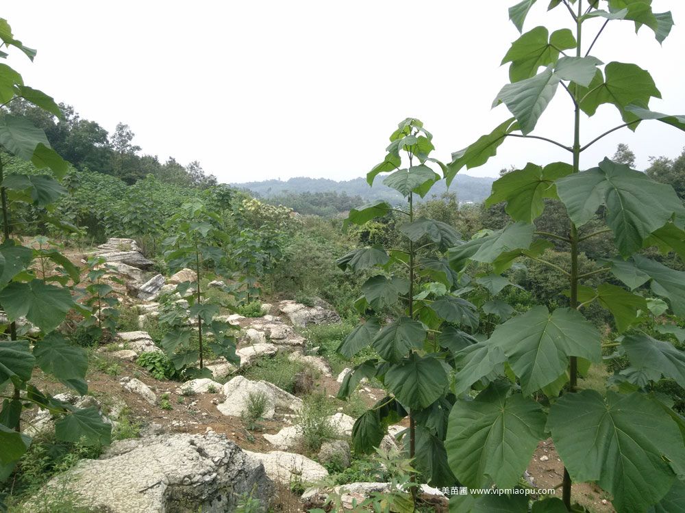 泡桐树
