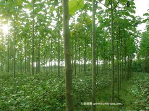 泡桐树 - 泡桐树