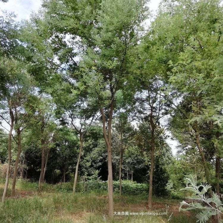 合欢树