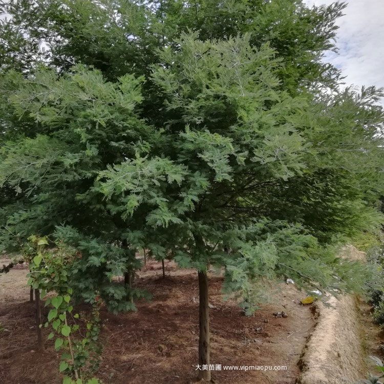 合欢树