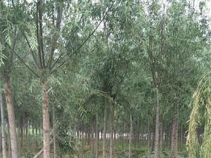 旱柳 - 旱柳