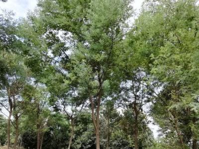 合欢树