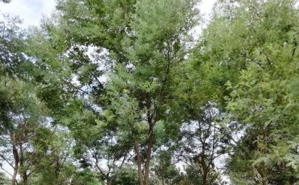合欢树