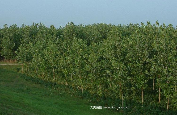 杨树
