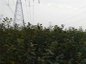 柿子树 - 柿子树