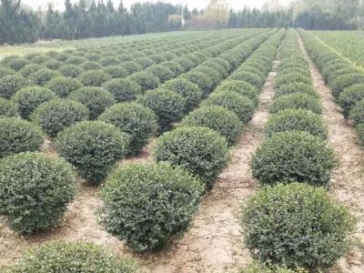 辽东水蜡树