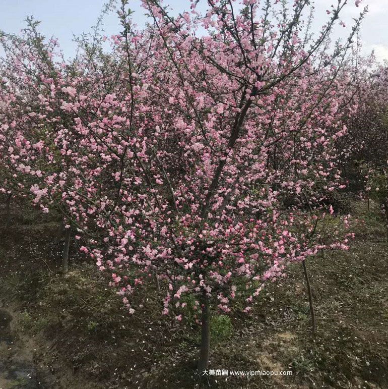 垂丝海棠