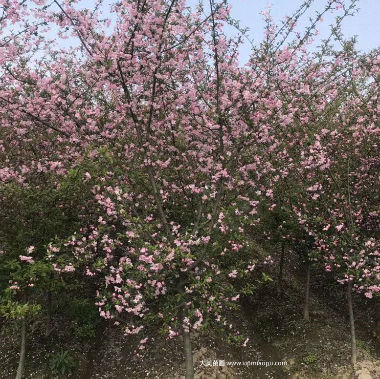 垂丝海棠